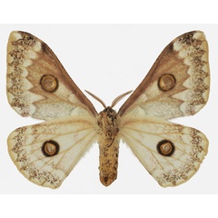 /filer/webapps/moths/media/images/A/angulata_Usta_AF_Basquinb.jpg