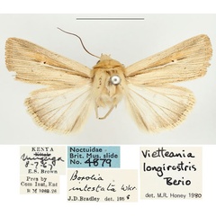 /filer/webapps/moths/media/images/I/intestata_Vietteania_AM_BMNH_02.jpg