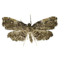 /filer/webapps/moths/media/images/C/cataracta_Trichophysetis_HT_BMNH.jpg