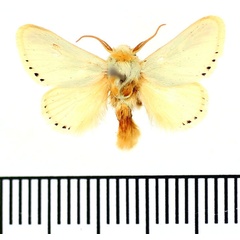 /filer/webapps/moths/media/images/F/farouki_Coenobasis_AM_BMNH.jpg