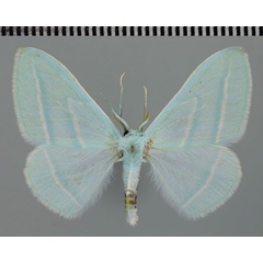/filer/webapps/moths/media/images/C/coerulea_Trimetopia_AM_ZSM_01.jpg