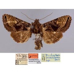 /filer/webapps/moths/media/images/C/conservuloides_Tracheplexia_HT_RMCA_01.jpg