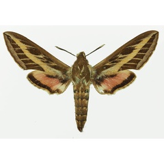 /filer/webapps/moths/media/images/L/livornica_Hyles_AF_Basquin_01a.jpg