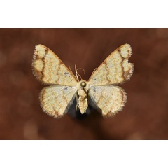 /filer/webapps/moths/media/images/I/indularia_Lomographa_A_Butler.jpg