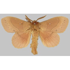 /filer/webapps/moths/media/images/R/rosa_Trabala_STM_BMNH.jpg