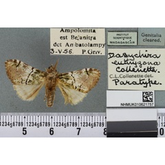 /filer/webapps/moths/media/images/E/euthyzona_Dasychira_PTM_BMNH_02a.jpg