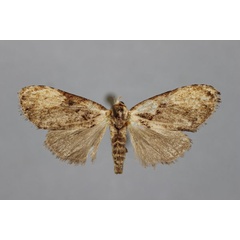 /filer/webapps/moths/media/images/I/infuscatalis_Meganola_A_BMNH.jpg