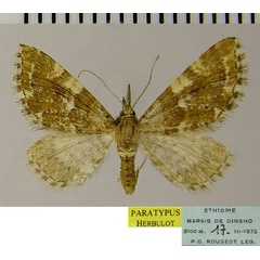 /filer/webapps/moths/media/images/O/ochralba_Eupithecia_PTF_ZSM.jpg