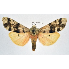 /filer/webapps/moths/media/images/L/latifasciata_Teracotona_AM_NHMO.jpg