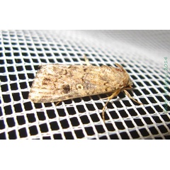 /filer/webapps/moths/media/images/C/cilium_Spodoptera_A_Bippus.jpg