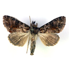 /filer/webapps/moths/media/images/D/dichora_Plusiopalpa_AM_RMCA.jpg