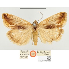 /filer/webapps/moths/media/images/T/torrefacta_Tarache_HT_BMNH.jpg