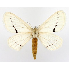 /filer/webapps/moths/media/images/V/venusta_Phiala_AF_Basquin.jpg