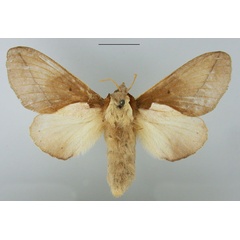 /filer/webapps/moths/media/images/C/cuneata_Stoermeriana_AF_TMSA.jpg