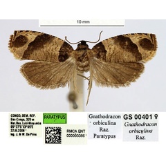 /filer/webapps/moths/media/images/O/orbiculina_Gnathodracon_PTF_RMCA.jpg