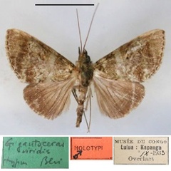 /filer/webapps/moths/media/images/V/viridis_Gigantoceras_HT_RMCA_01.jpg