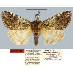 /filer/webapps/moths/media/images/A/albovirida_Laelia_HT_MNHN.jpg