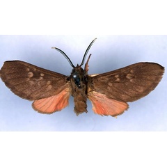 /filer/webapps/moths/media/images/C/cinereoguttata_Hippurarctia_HT_ZSM_01.jpg