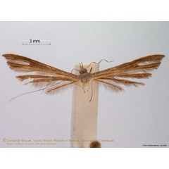 /filer/webapps/moths/media/images/I/ionota_Stenoptilia_A_ZMUC.jpg
