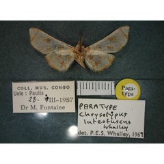 /filer/webapps/moths/media/images/L/luteofuscus_Chrysotypus_PT_RMCA_02.jpg