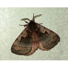 /filer/webapps/moths/media/images/A/angulata_Poloma_AM_Jones.jpg