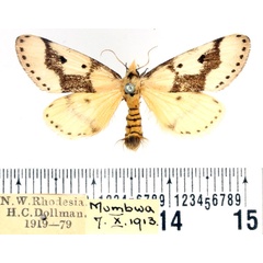 /filer/webapps/moths/media/images/A/ambages_Schalidomitra_AF_BMNH_02.jpg