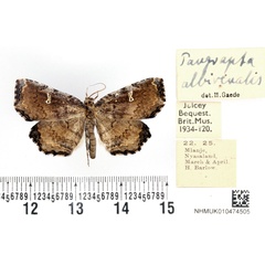 /filer/webapps/moths/media/images/A/albirenalis_Pangrapta_AM_BMNH.jpg