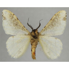 /filer/webapps/moths/media/images/L/leucostephana_Colocleora_AM_ZSMb.jpg