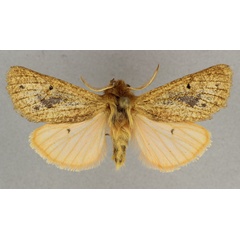 /filer/webapps/moths/media/images/R/rougeoti_Carcinarctia_PT_BMNH.jpg