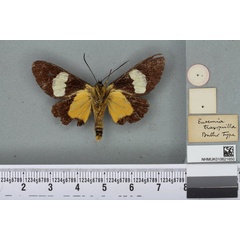 /filer/webapps/moths/media/images/T/tranquilla_Eusemia_HT_BMNHb.jpg