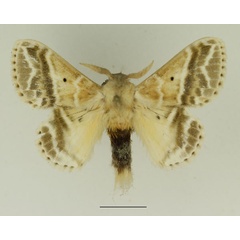 /filer/webapps/moths/media/images/G/gemmata_Eucraera_AM_Basquin_04.jpg