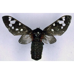 /filer/webapps/moths/media/images/D/diaphana_Balacra_AT_BMNH_01.jpg