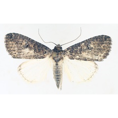 /filer/webapps/moths/media/images/A/abrostoloides_Proconis_AM_TMSA_02.jpg