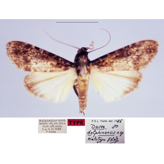 /filer/webapps/moths/media/images/D/delphinensis_Davea_HT_MNHN.jpg