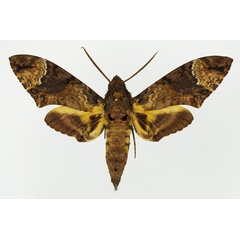/filer/webapps/moths/media/images/F/fulvinotata_Coelonia_AM_Basquin_05.jpg