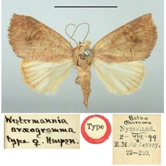 /filer/webapps/moths/media/images/A/araeogramma_Westermannia_HT_BMNH.jpg