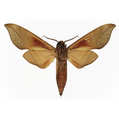 /filer/webapps/moths/media/images/O/oweni_Phylloxiphia_AM_Basquin_02.jpg