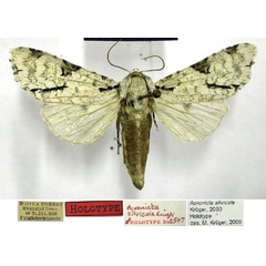 /filer/webapps/moths/media/images/S/silvicola_Acronicta_HT_TMSA.jpg