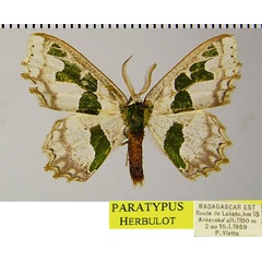 /filer/webapps/moths/media/images/V/vieui_Archichlora_PTM_ZSMa.jpg