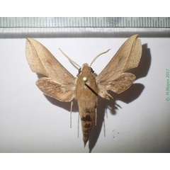 /filer/webapps/moths/media/images/S/saclavorum_Hippotion_A_Bippus.jpg
