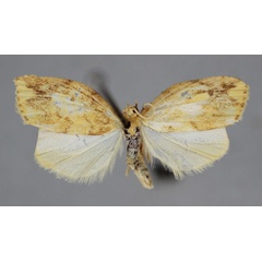/filer/webapps/moths/media/images/P/perineti_Mimulosia_A_BMNH.jpg