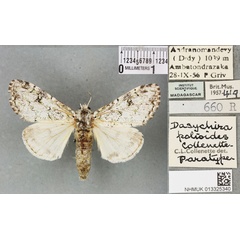 /filer/webapps/moths/media/images/P/polioides_Dasychira_PTM_BMNHa.jpg