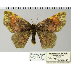 /filer/webapps/moths/media/images/E/eclipsis_Chrysocraspeda_AF_ZSM.jpg