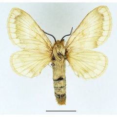 /filer/webapps/moths/media/images/T/tamsi_Diaphoromorpha_AF_Basquin_02.jpg