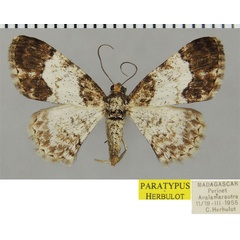 /filer/webapps/moths/media/images/B/bicolor_Ectropis_PTF_ZSM.jpg