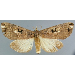 /filer/webapps/moths/media/images/N/nephocrossa_Elaphrodes_A_RMCA_02.jpg