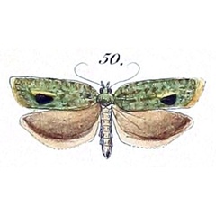 /filer/webapps/moths/media/images/A/algoana_Teras_HT_Felder_1875_137-50.jpg