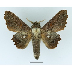 /filer/webapps/moths/media/images/E/excavata_Mimopacha_AM_Basquin_01.jpg