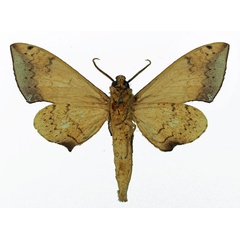 /filer/webapps/moths/media/images/G/girardi_Polyptychus_AM_Basquin_02.jpg