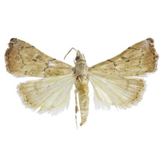 /filer/webapps/moths/media/images/S/sinualis_Ptychopseustis_HT_BMNH.jpg